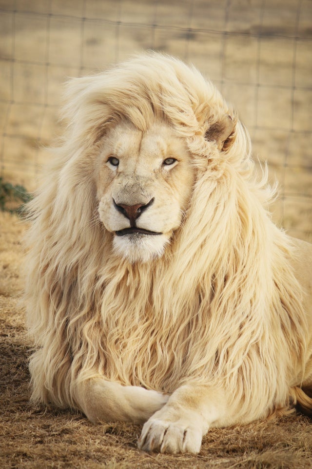 Красивый лев