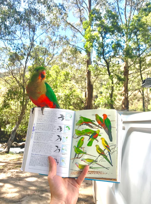 Дружелюбный австралийский королевский попугай приземлился на мою книгу, когда я пытался его идентифицировать!