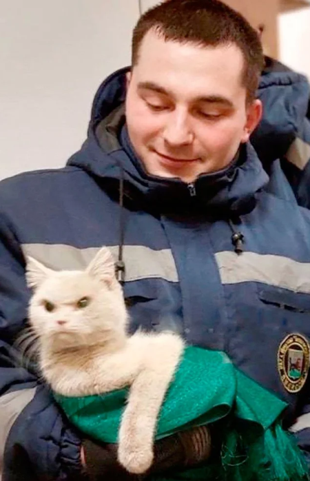this angry Russian cat